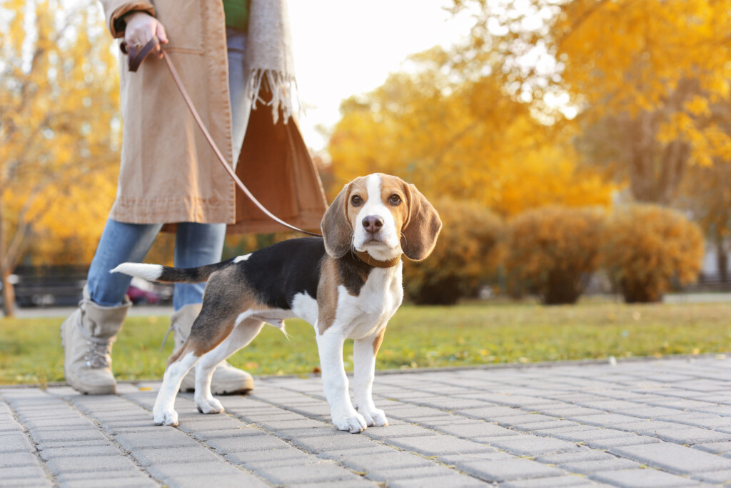 Woman,Walking,Her,Cute,Beagle,Dog,In,Park,On,Autumn