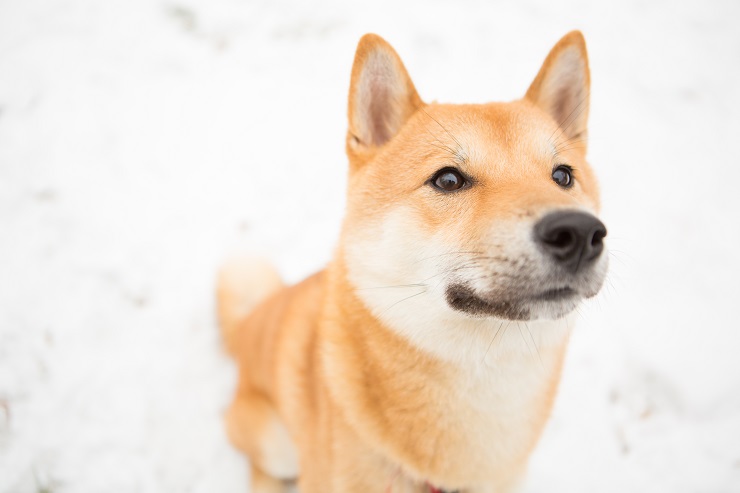 Close-up of Beautiful Shiba Inu Out in Winter