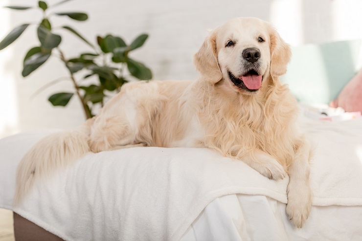 cute golden retriever dog lying on bed in bedroom