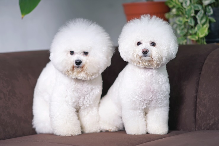 Adorable Bichon Frise dogs with stylish haircuts (show cut) posing together sitting indoors on a brown couch