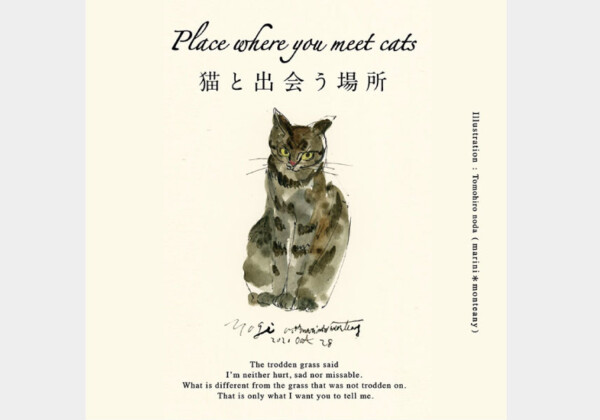 Place where you meet cats